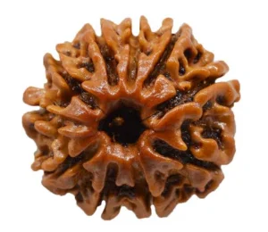 10 Mukhi Rudraksha