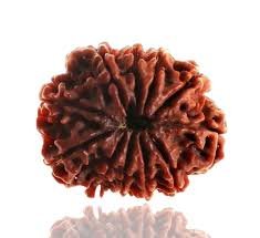 11 Mukhi Rudraksha