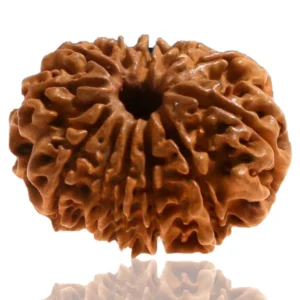 12 Mukhi Rudraksha