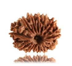 13 Mukhi Rudraksha