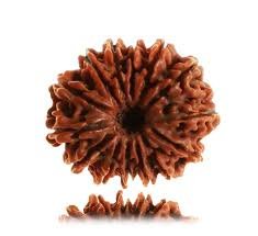 14 Mukhi Rudraksha