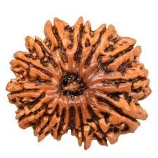 15 Mukhi Rudraksha