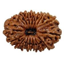 16 Mukhi Rudraksha