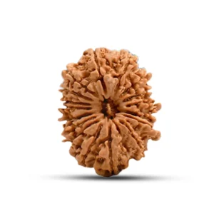 17 Mukhi Rudraksha