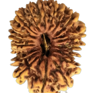 19 Mukhi Rudraksha