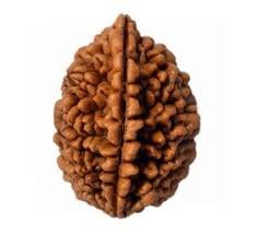 2 Mukhi Rudraksha