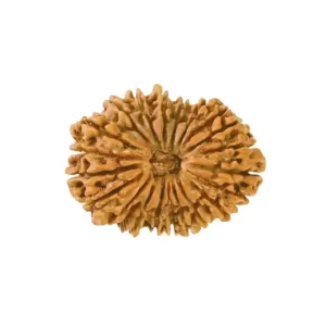 20 Mukhi Rudraksha