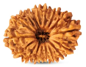 21 Mukhi Rudraksha