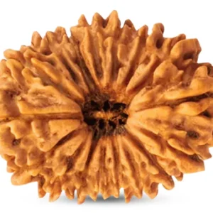 21 Mukhi Rudraksha