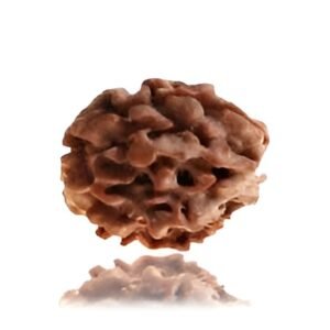 3 Mukhi Rudraksha