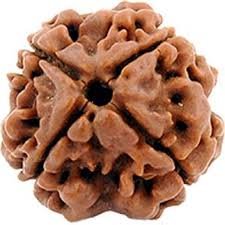 4 Mukhi Rudraksha