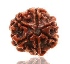 6 Mukhi Rudraksha