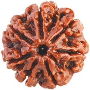 7 Mukhi Rudraksha