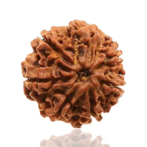 8 Mukhi Rudraksha
