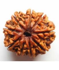 9 Mukhi Rudraksha