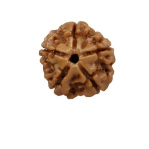 5 Mukhi Rudraksha
