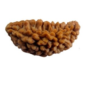 1 Mukhi Rudraksha