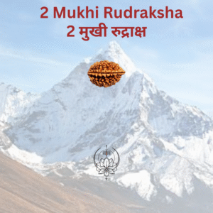 2-mukhi-rudraksha