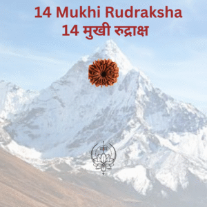 14-mukhi-rudraksha
