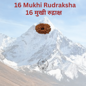 16-mukhi-rudraksha