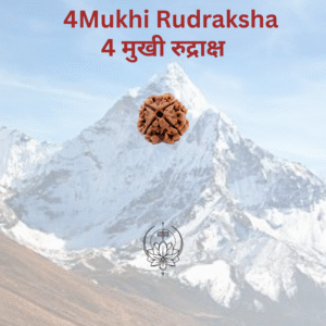 4-mukhi-rudraksha