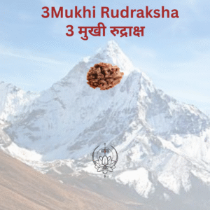 3-mukhi-rudraksha