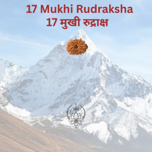 17-mukhi-rudraksha