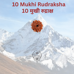 10-mukhi-rudraksha